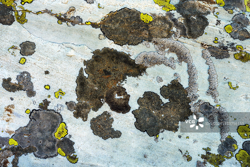 萨瓦地区石英岩上的岩生地衣复合体。灰色叶状地衣（Brodoa atrofusca）+ 黄壳地衣（Rhizocarpon geographicum）Lecidea属、Aspicilia属等 - 法国萨瓦大萨西尔自然保护区图片素材