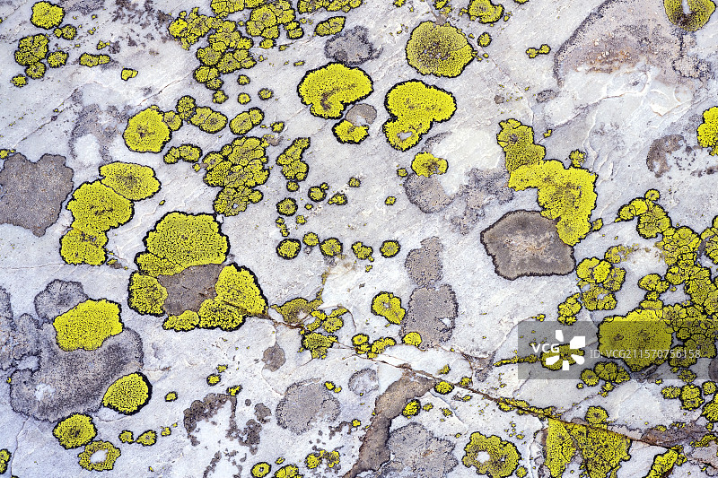 萨瓦地区石英岩上的岩生地衣复合体。Lecidea fuscoatra var. grisella ?（棕色地衣）+ Rhizocarpon geographicum（黄色地衣）等。大萨西尔自然保护区，法国萨瓦。图片素材