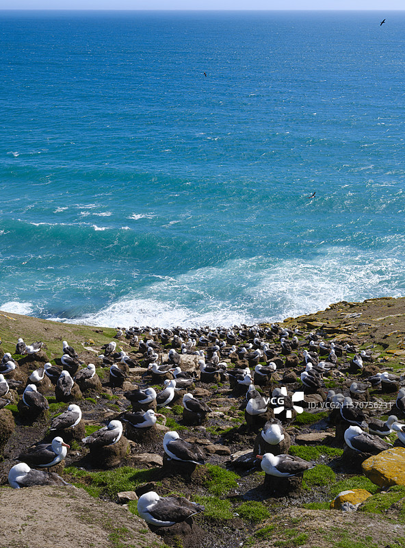 海岸殖民地。黑眉信天翁或莫利莫克（Thalassarche melanophris）在桑德斯岛。南美，福克兰群岛，十月图片素材