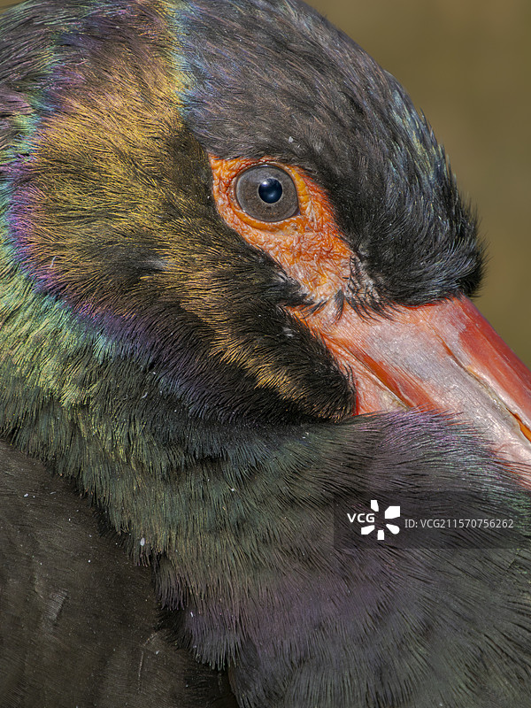 黑鹳（Ciconia nigra）。慕尼黑海拉布伦动物园。欧洲，德国，巴伐利亚图片素材