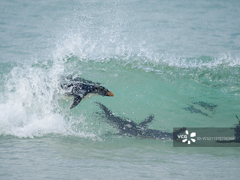 南极岩企鹅（Eudyptes chrysocome），南方岩企鹅亚种（Eudyptes chrysocome chrysocome），在海浪上冲浪。南美洲，福克兰群岛，桑德斯岛，1月图片素材