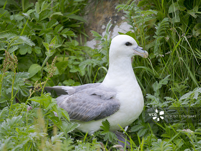 北极海鸥（Fulmarus glacialis）在福拉岛（重要鸟类栖息地）。欧洲，英国，苏格兰，北部群岛，设得兰群岛图片素材