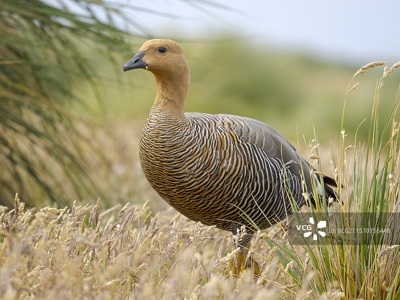 高原鹅或马格兰鹅（Chloephaga picta leucoptera），雌性，位于海狮岛。南美洲，福克兰群岛图片素材