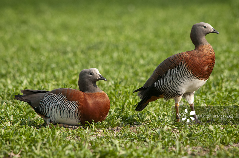 灰头鹅（Chloephaga poliocephala）在意大利皮埃蒙特的草地上图片素材
