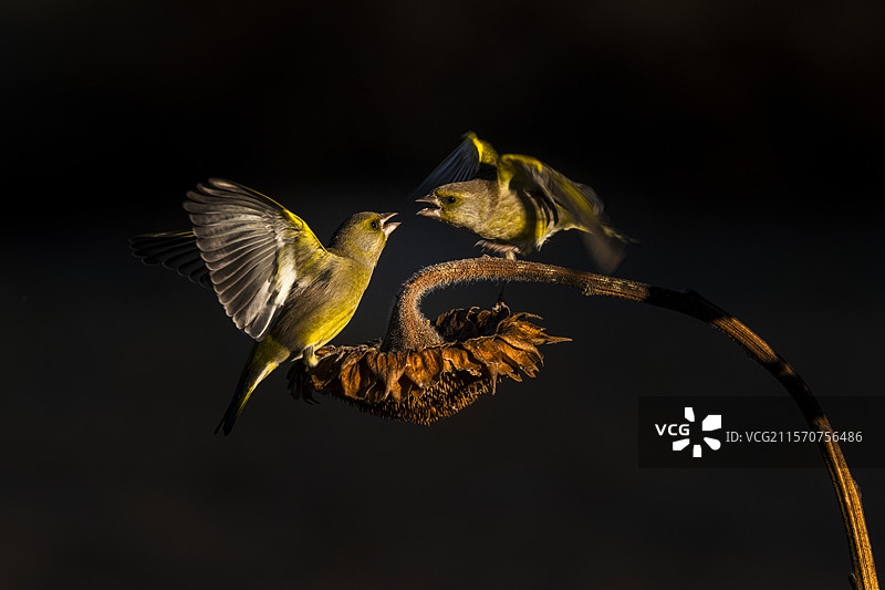 冬季意大利皮埃蒙特的欧洲绿雀（Chloris chloris）在向日葵上争斗图片素材