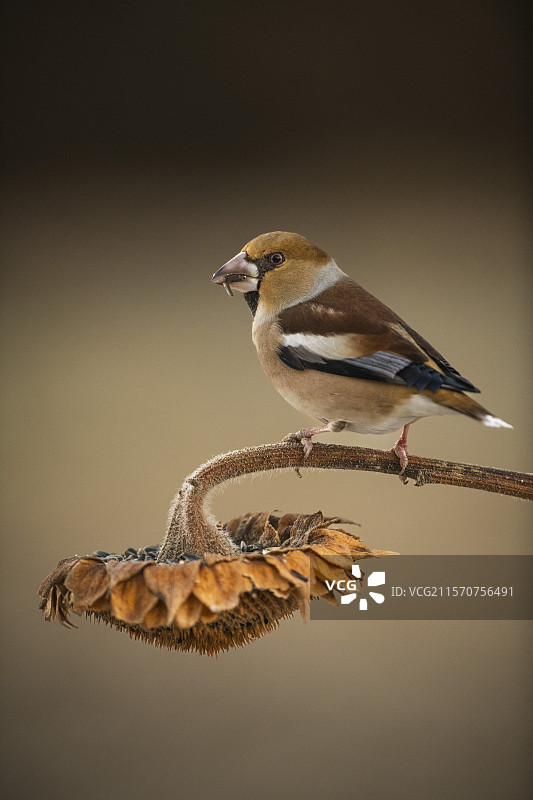 冬季意大利皮埃蒙特的向日葵上的红腹鹰雀（Coccothraustes coccothraustes）图片素材