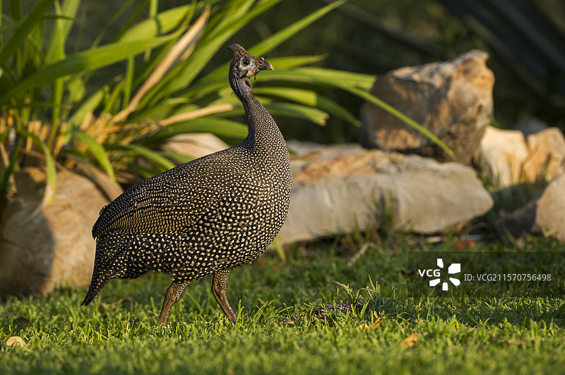 头盔珍珠鸡（Numida meleagris）在南非克鲁格国家公园的草地上行走图片素材
