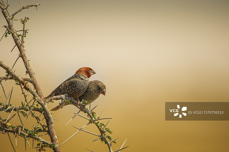 红头雀（Amadina erythrocephala）栖息在金合欢树上，克鲁格国家公园，南非图片素材