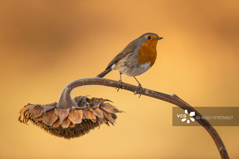 冬季意大利皮埃蒙特的向日葵上的欧洲知更鸟（Erithacus rubecula）图片素材