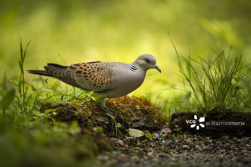 意大利地面上的欧洲斑鸠（Streptopelia turtur）图片素材