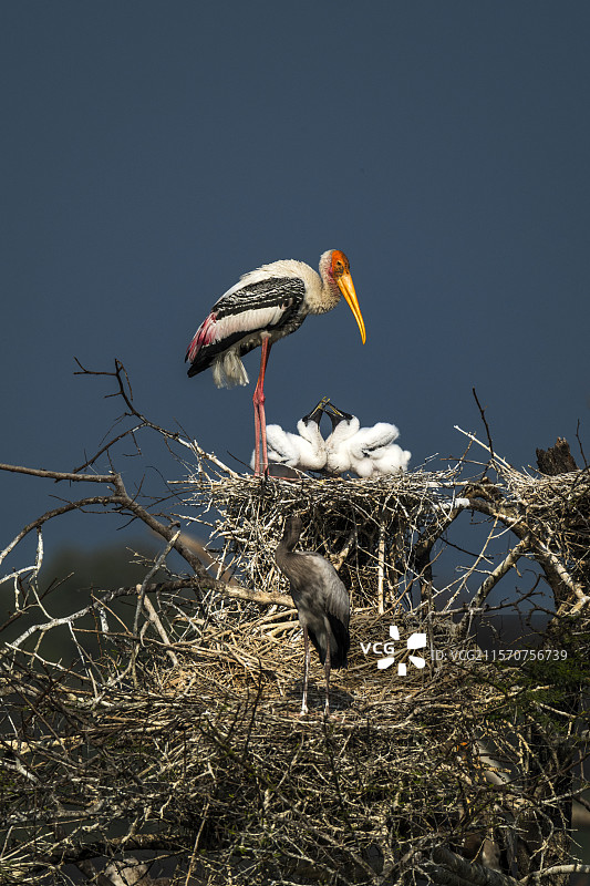 印度拉贾斯坦邦凯奥拉德沃的涂鸦鹳（Mycteria leucocephala）在巢中图片素材