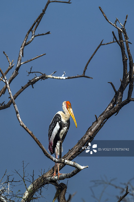 印度拉贾斯坦邦凯奥拉德沃的画鹳（Mycteria leucocephala）栖息在树枝上图片素材