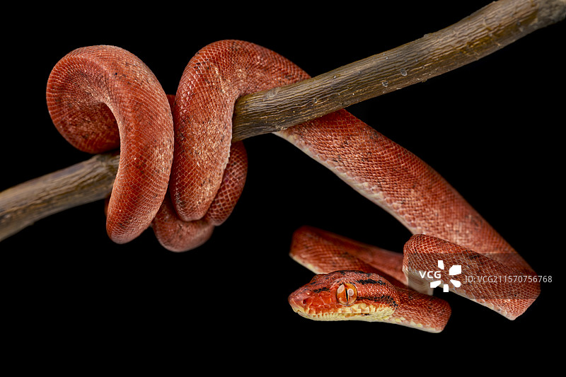 亚马逊树蟒（Corallus hortulanus）图片素材