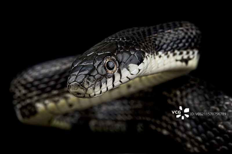 黑色老鼠蛇（Pantherophis obsoletus obsoletus）图片素材