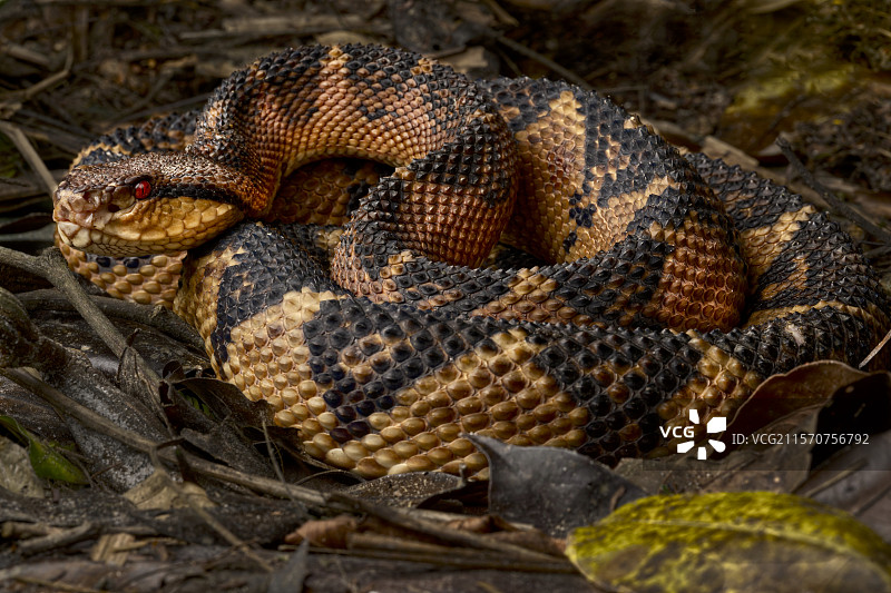 巴氏树蛇 (Lachesis muta)图片素材