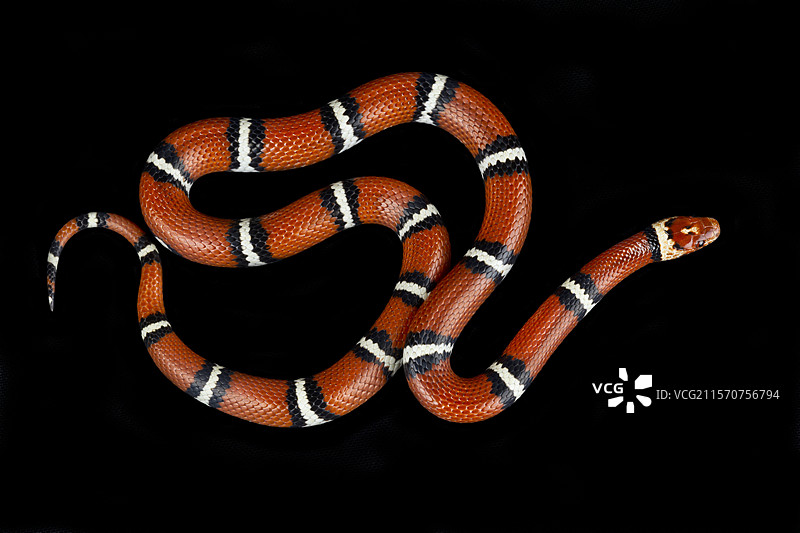 海岸平原奶蛇（Lampropeltis triangulum temporalis）图片素材