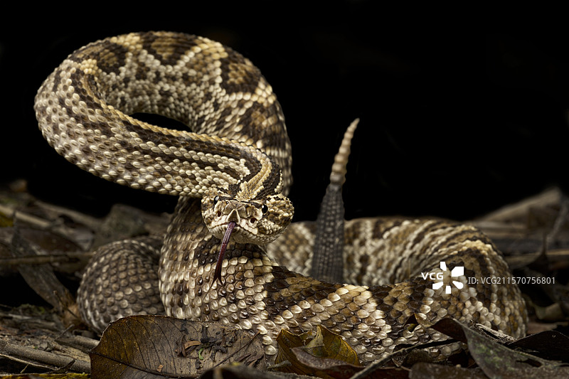 圭亚那响尾蛇 (Crotalus durissus durissus)图片素材