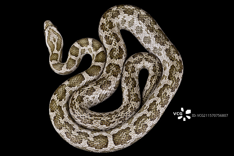 南方平原鼠蛇 (Pantherophis emoryi meahllmorum)图片素材