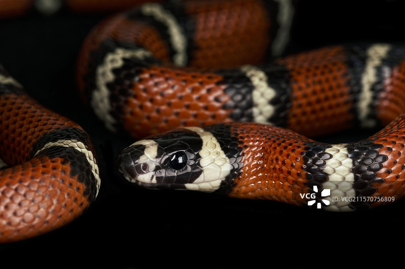 斯图尔特的牛奶蛇 (Lampropeltis triangulum stuarti)图片素材