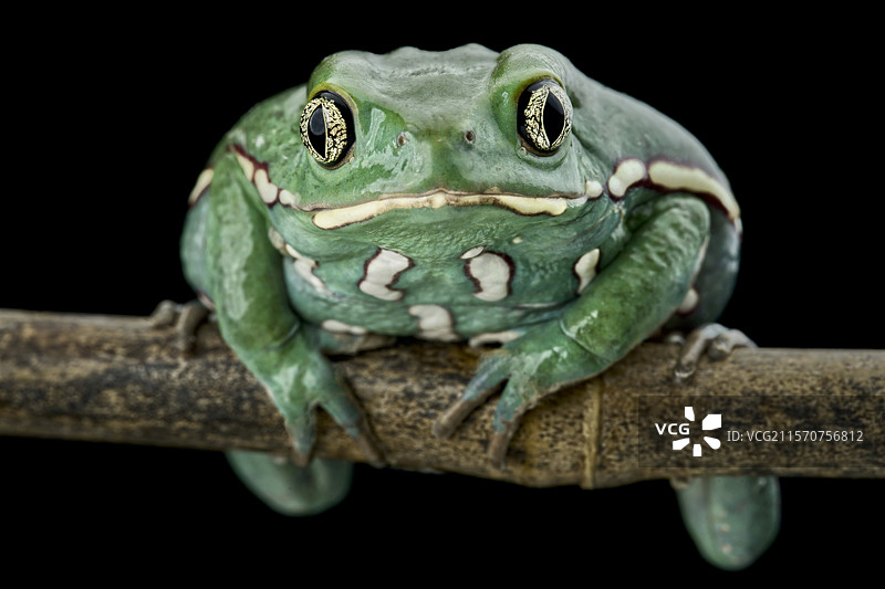 蜡猴叶蛙（Phyllomedusa sauvagii）图片素材