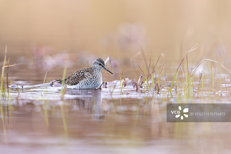 木沙锥（Tringa glareola），在挪威瓦朗杰冻原的小湖中觅食。图片素材