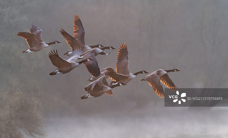 加拿大鹅（Branta canadensis）在黎明时分飞翔，法国阿尔萨斯地区的穆希豪森索尔河自然保护区图片素材