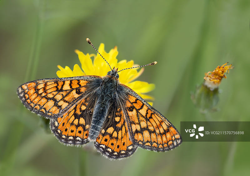 北沃日自然公园的花朵上的湿地凤蝶（Euphydryas aurinia）图片素材