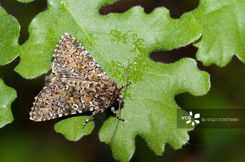 橡树叶上的夜蛾（Hadena magnolii），法国普罗旺斯的蒙特旺图。图片素材
