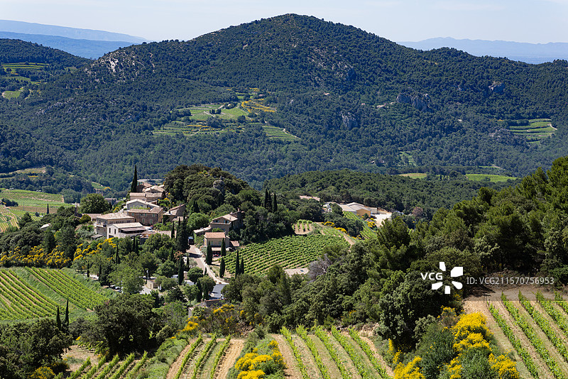 苏泽特葡萄藤在法国普罗旺斯的蒙米拉尔山脊，春季图片素材