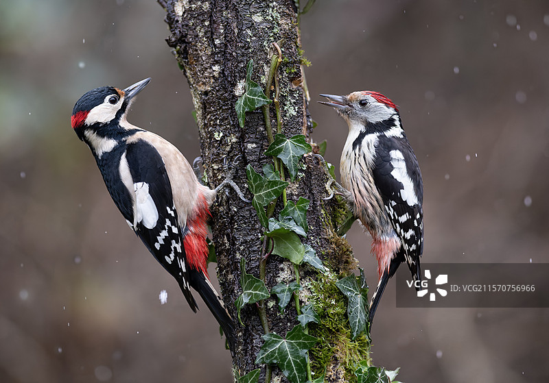 大斑啄木鸟（Dendrocopos major）和中斑啄木鸟（Dendrocopos medius）在树枝上面对面，法国北沃日地区自然公园图片素材