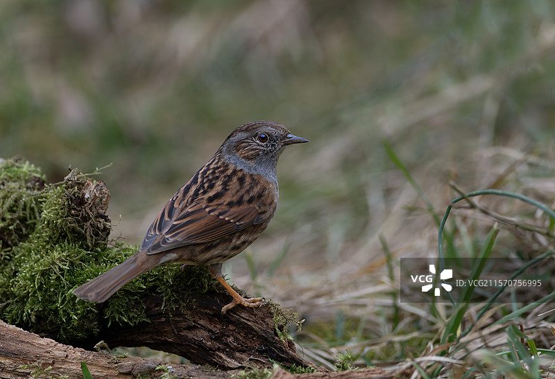 在法国北沃日地区自然公园的一块木头上栖息的杜鹃鸟（Prunella modularis）图片素材