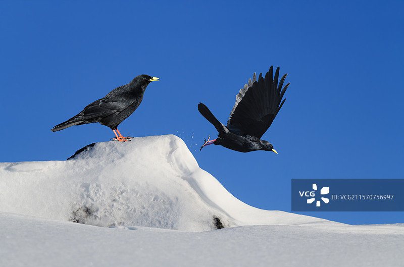 阿尔卑斯黑嘴鸦（Pyrrhocorax graculus）在雪中（数字合成），法国萨默恩，阿尔卑斯山图片素材