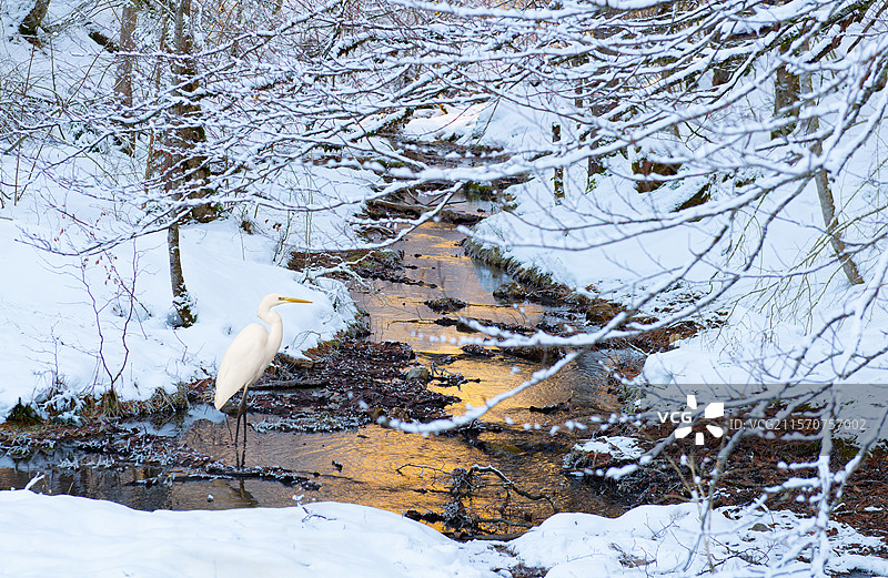 白鹭（Egretta alba）在法国阿尔卑斯山一条被雪覆盖的小溪边图片素材
