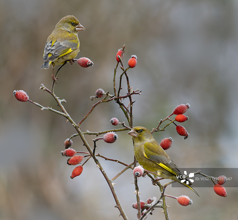 欧洲绿雀（Chloris chloris）栖息在野玫瑰（Rosa canina）上，法国北沃日地区自然公园图片素材