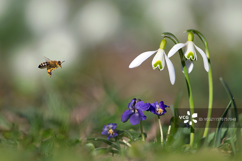 蜜蜂（Apis mellifera）在雪花莲（Galanthus nivalis）上采蜜，法国北沃日地区自然公园图片素材