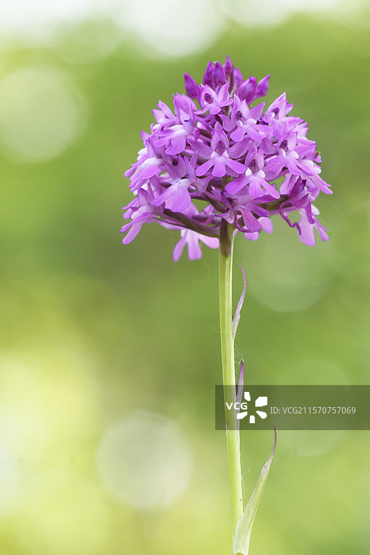 金字塔兰花（Anacamptis pyramidalis）在法国奥弗涅的石灰岩山坡上的花序图片素材