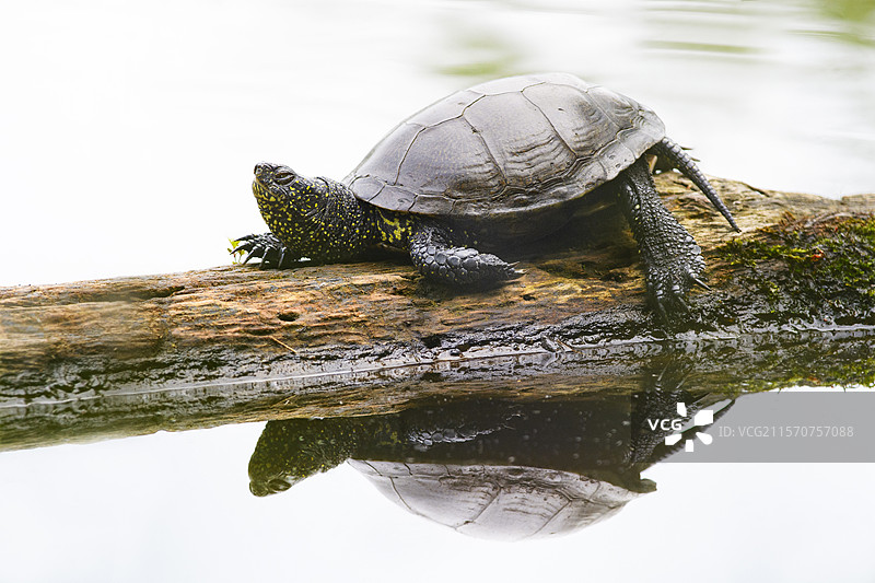 欧洲池龟（Emys orbicularis）在法国奥弗涅一个池塘中晒太阳，栖息在一根倒下的树干上。图片素材