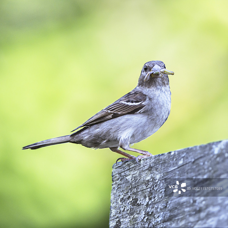 春天的傍晚，法国奥弗涅，一只雌性家麻雀（Passer domesticus）嘴里叼着猎物。图片素材