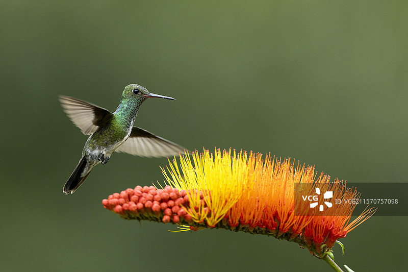 闪光喉绿蜂鸟（Amazilia fimbriata）悬停在康布雷图姆花上，法属圭亚那图片素材