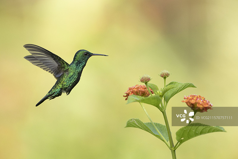 蓝下巴蓝宝石鸟（Chlorestes notata）在飞行中准备觅食一朵马缨丹花，法属圭亚那图片素材