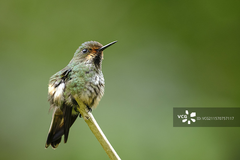 长尾小翠鸟（Discosura longicaudus）雌鸟栖息在树枝上，法属圭亚那图片素材