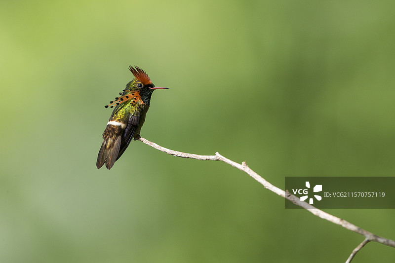 法属圭亚那的华丽冠鸟（Lophornis ornatus）雄性栖息在树枝上图片素材