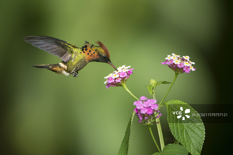 羽冠小蜂鸟（Lophornis ornatus）雄性在飞行中采集蓝花丹的花朵，法属圭亚那图片素材
