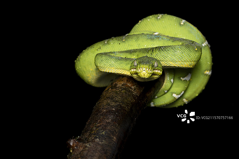 亚马逊蟒蛇在树枝上（Corallus hortulanus），法属圭亚那，鲁拉图片素材
