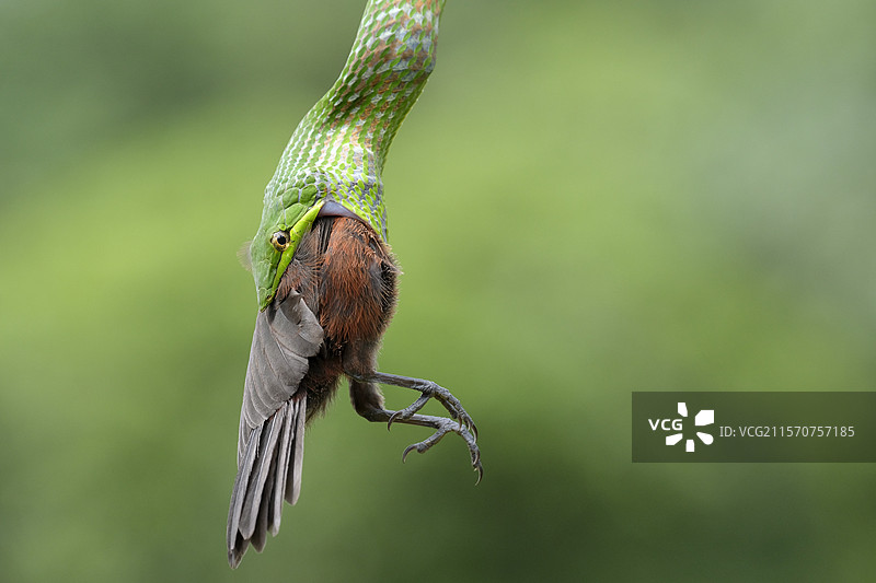 绿藤蛇（Oxybelis fulgidus）捕食银嘴唐纳雀，法属圭亚那，雷吉纳图片素材