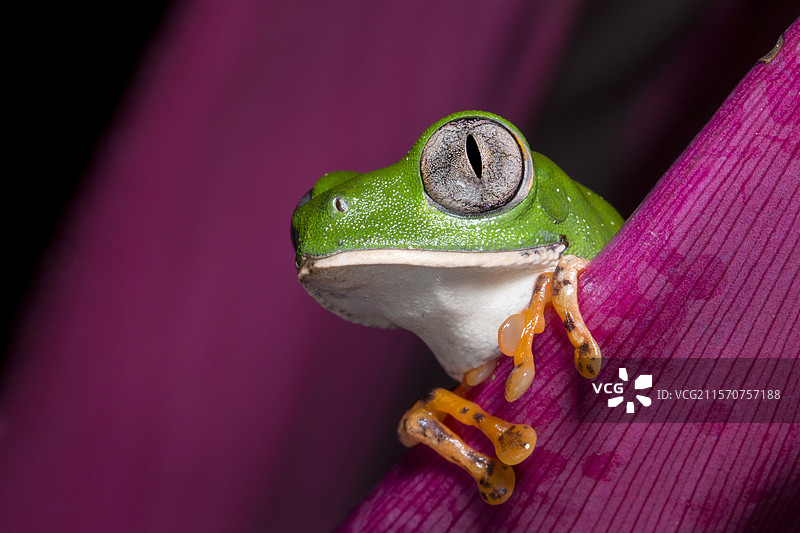虎斑叶蛙在树枝上（Callimedusa tomopterna），法属圭亚那，鲁拉图片素材