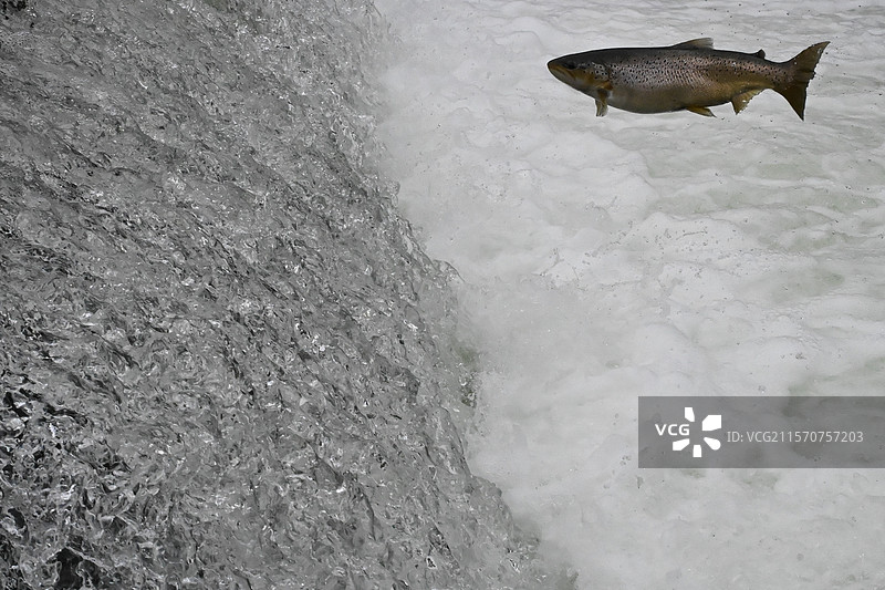湖鳟鱼（Salmo trutta lacustris）穿越瀑布，瑞士纳沙泰尔湖图片素材