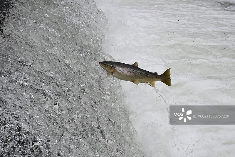 湖鳟鱼（Salmo trutta lacustris）穿越瀑布，瑞士纳沙泰尔湖图片素材