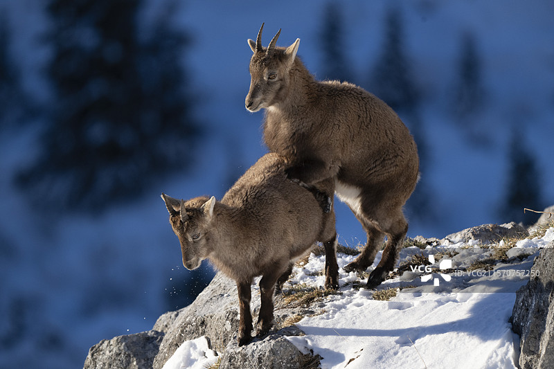 年轻的阿尔卑斯山岩羊（Capra ibex）。瑞士瓦莱州阿尔卑斯山。图片素材