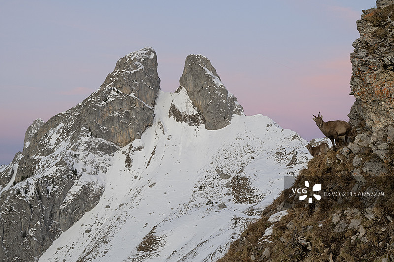 阿尔卑斯山岩羊（Capra ibex）母羊与幼崽。瑞士瓦莱州阿尔卑斯山。图片素材